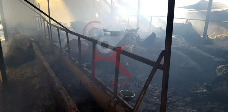 Μαρτυρικός θάνατος για 90 αγελάδες στην Καρδίτσα – Κάηκαν ζωντανές σε στάβλο – Σκληρές εικόνες